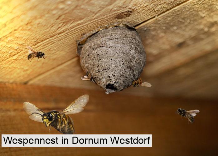 Wespennest in Dornum Westdorf